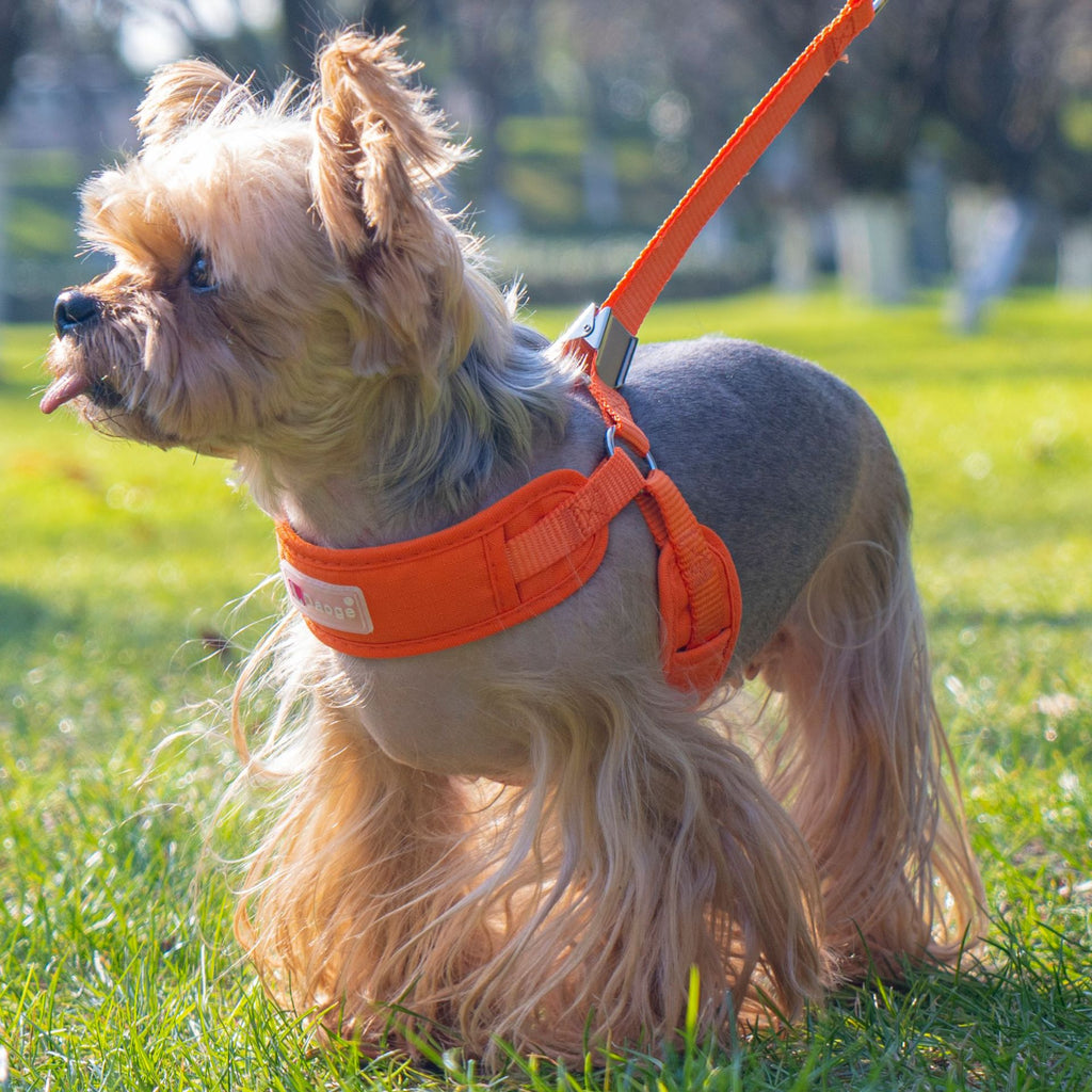 Colorful Dog Harness & Leash Options - OrangeHarness / 2 m Leash
