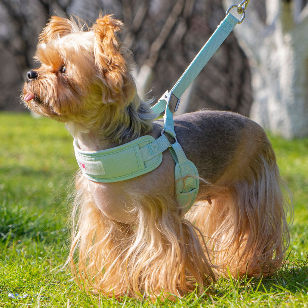 Colorful Dog Harness & Leash Options - Avocado GreenHarness / 1.5 m Leash