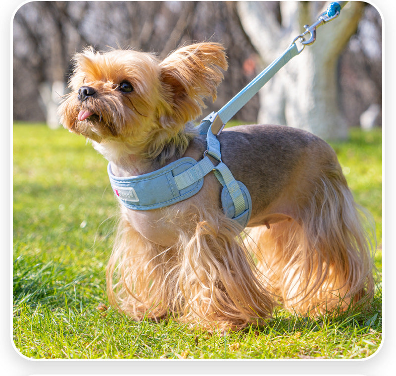 Colorful Dog Harness & Leash Options - BlueHarness / 2 m Leash