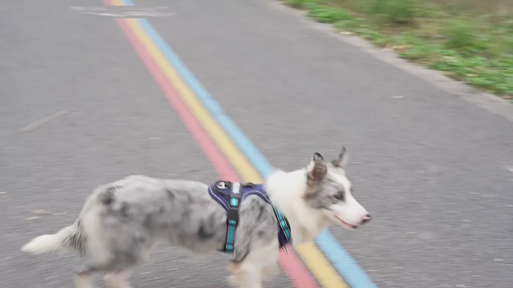 Tactical Heavy-Duty Reflective No-Pull Dog Harness