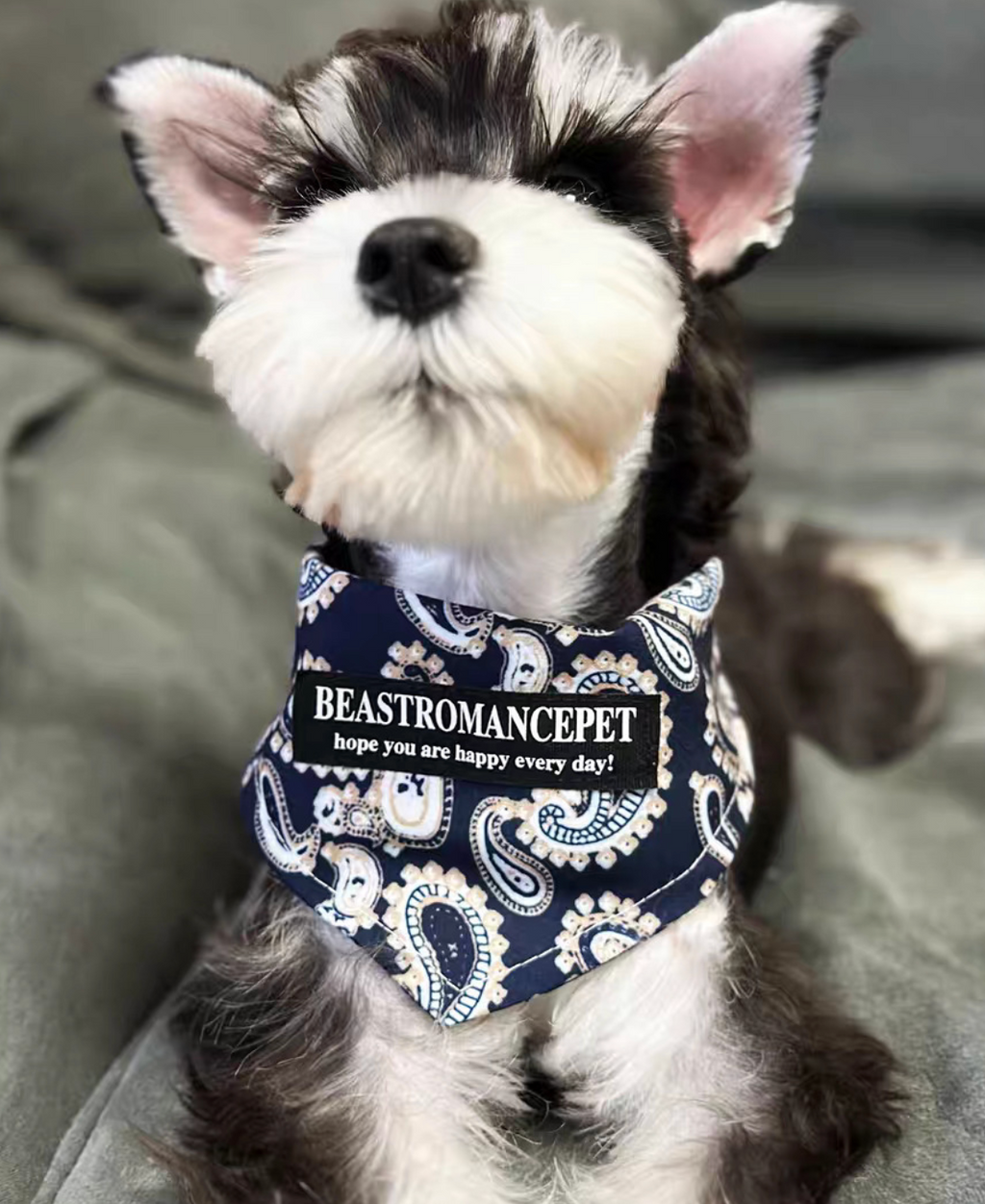 Heritage Tartan & Festive Halloween Pet Triangle Bandana