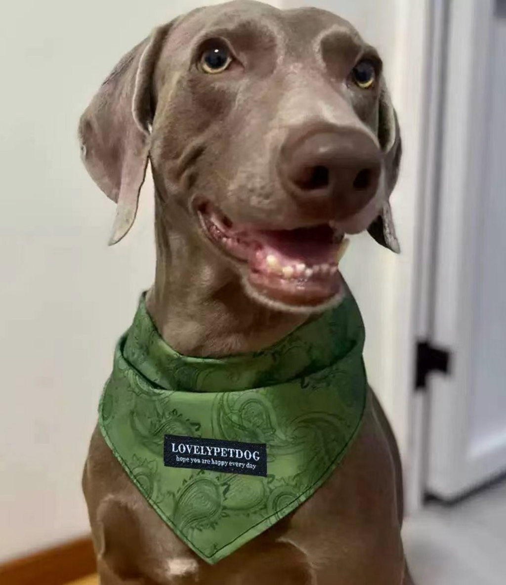 Heritage Tartan & Festive Halloween Pet Triangle Bandana