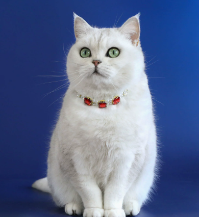 Glamour Square-Cut Crystal Rhinestone Pet Choker Collar