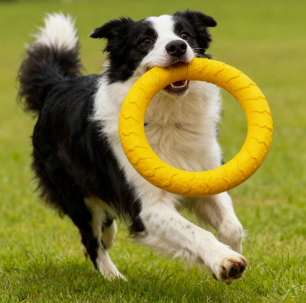EVA Dog Fetch Toy